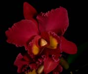 Blc. Sanyung Ruby